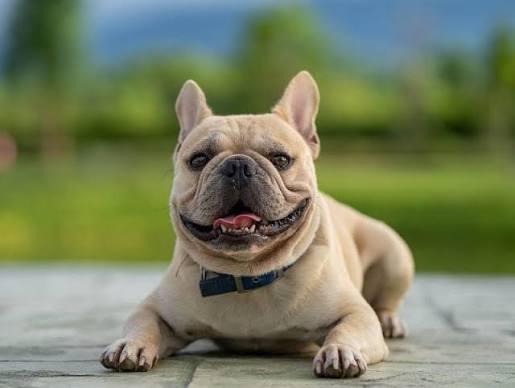 French bulldog